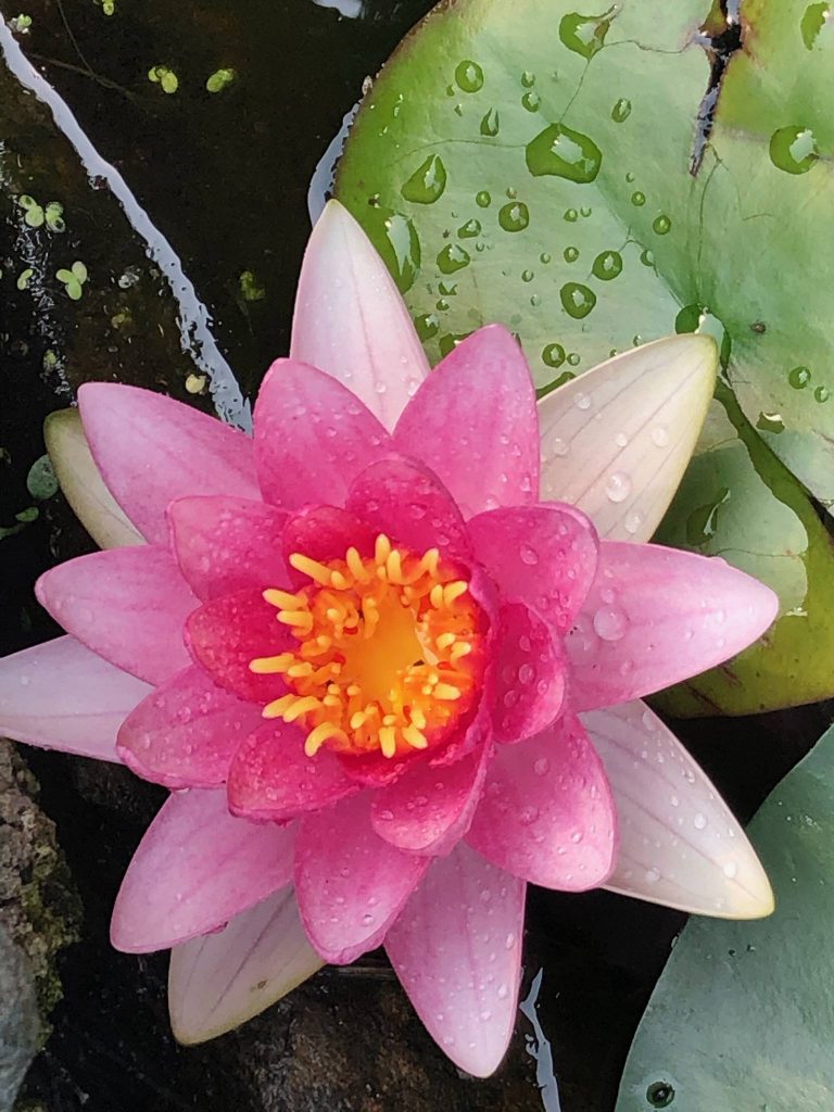 Lotus